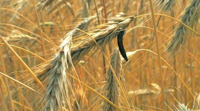 centeno infectado con ergot