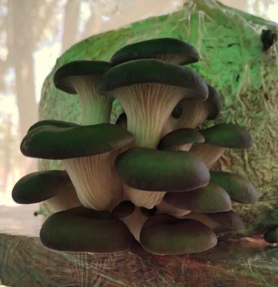 cultivo de gírgolas en fungiteka